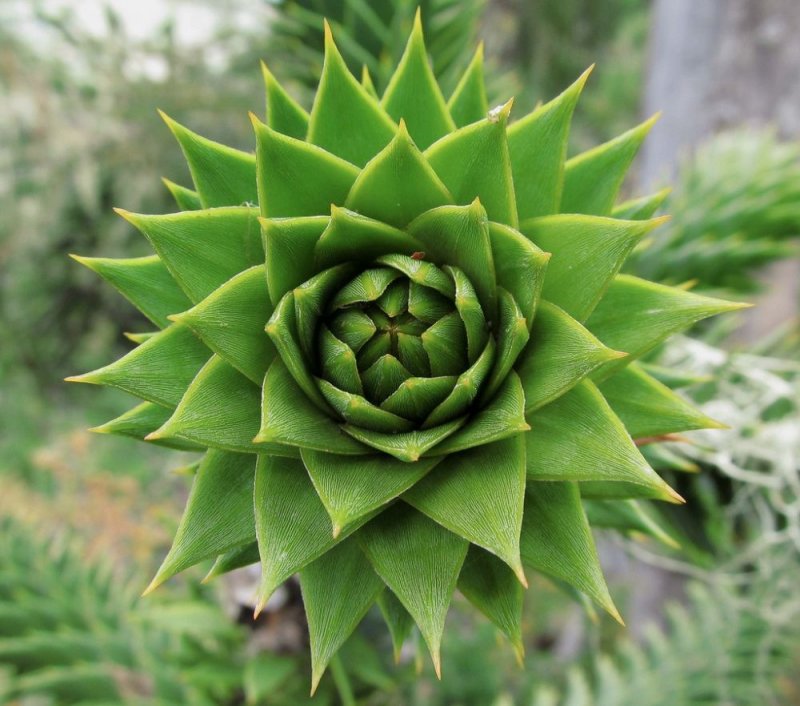 Matucana aureiflora