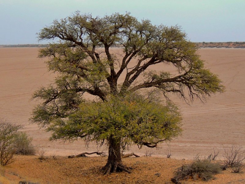 Acacia erioloba