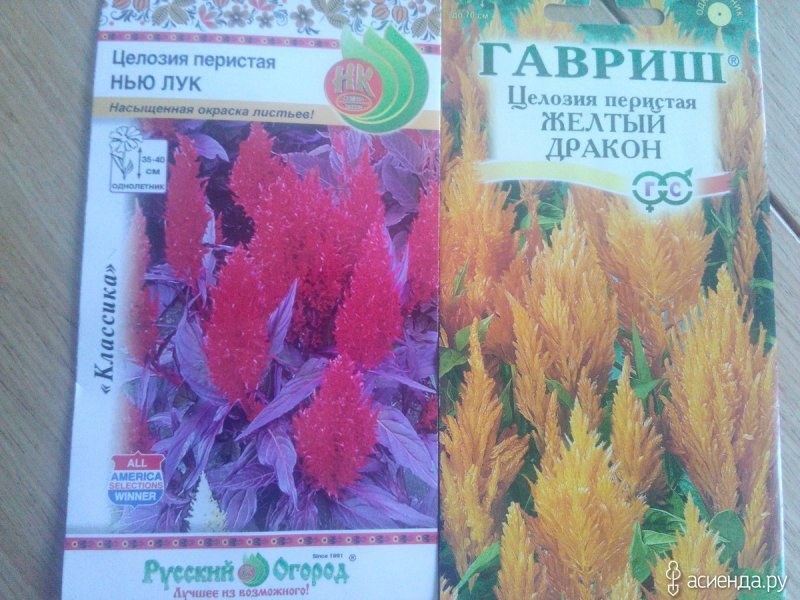 Целозия перистая Нью лук