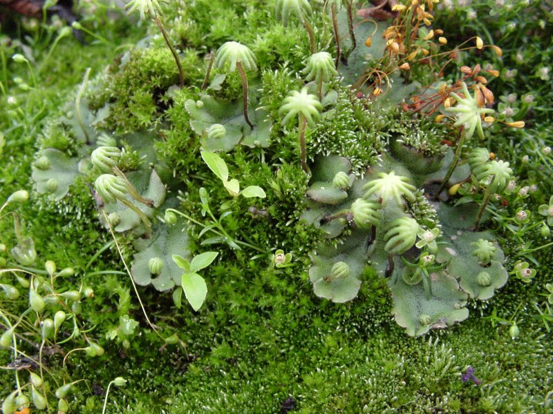Conocephalum salebrosum