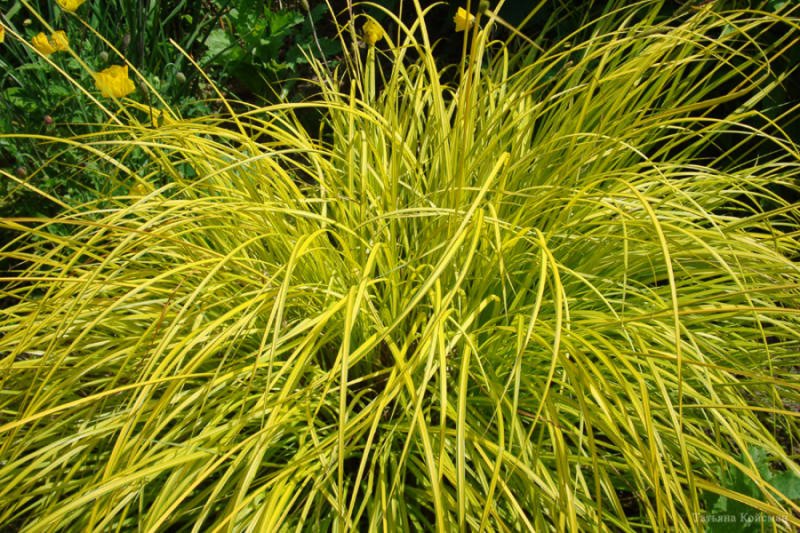 Осока Carex Aurea