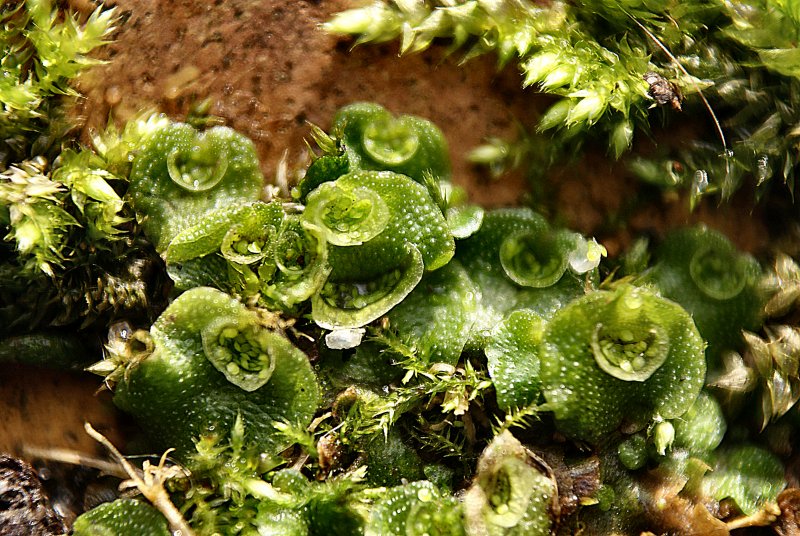 Сфагнум cuspidatum