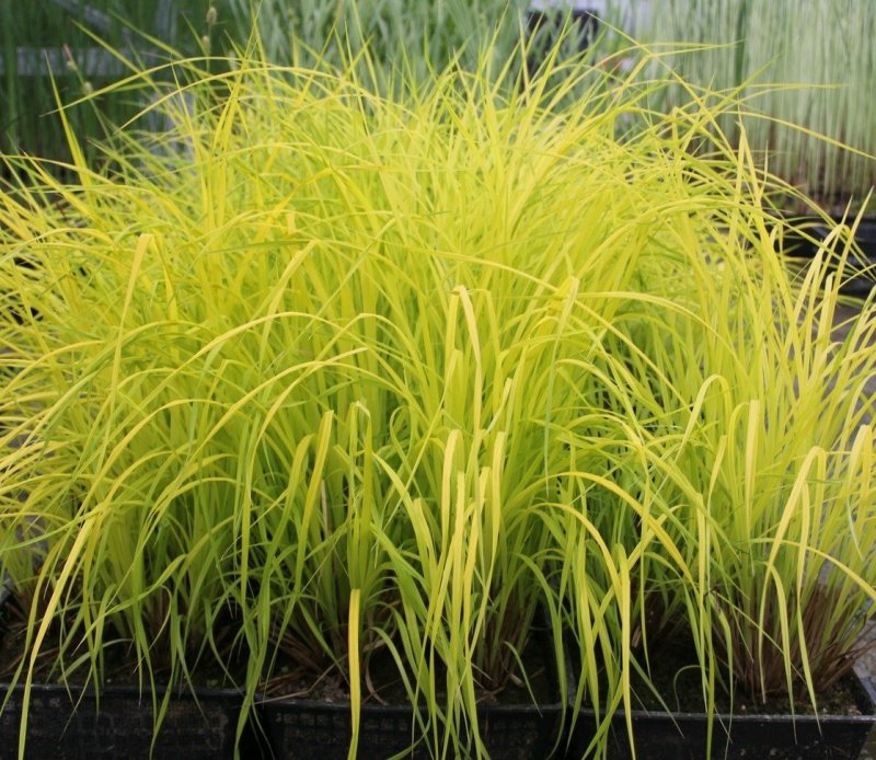 Осока elata Aurea