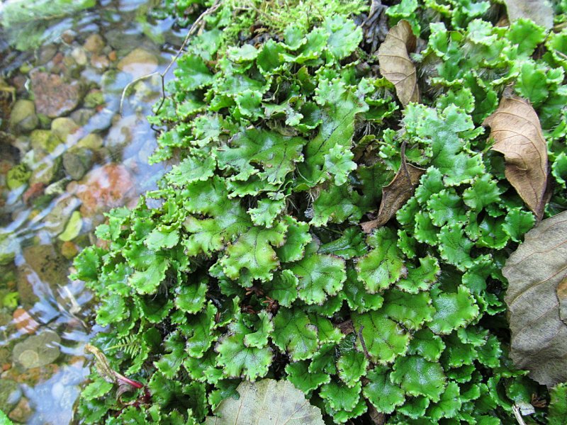Marchantia печеночник