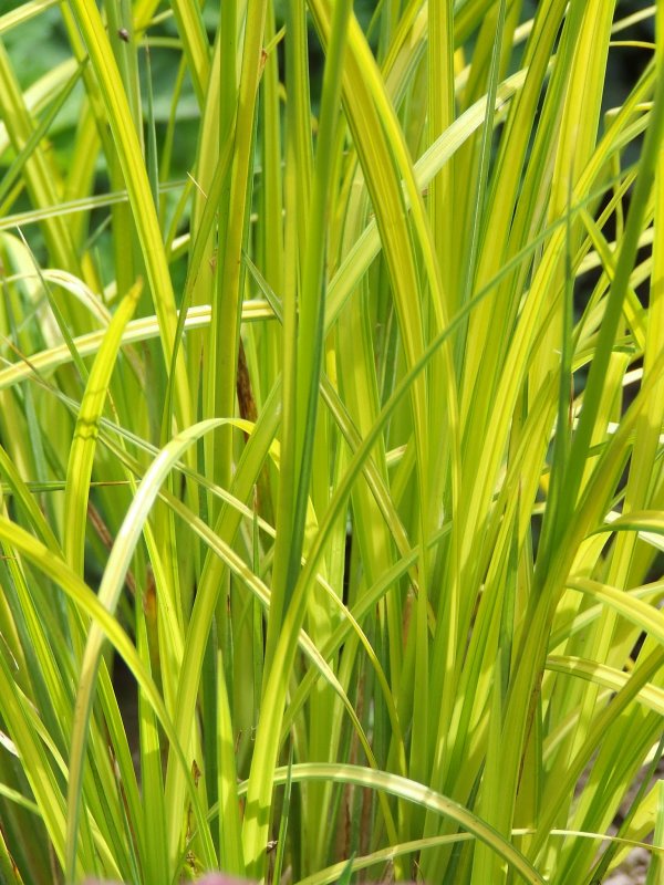 Осока Крылатая Carex elata Aurea