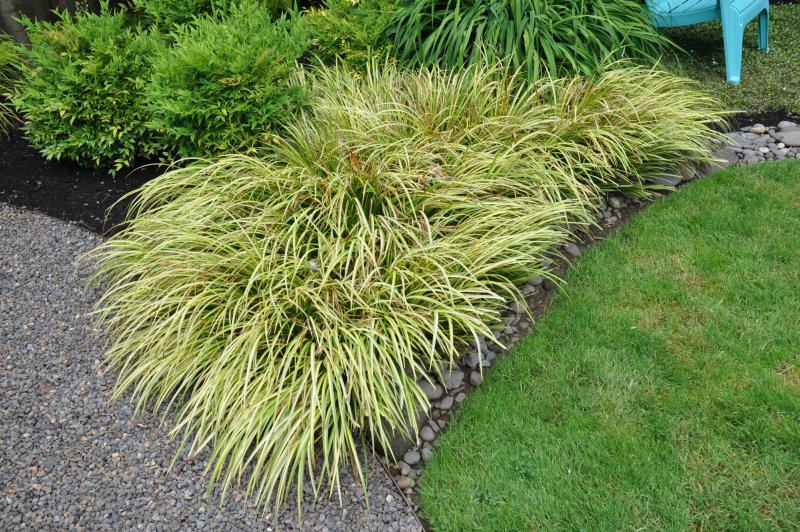Осока Carex Aurea
