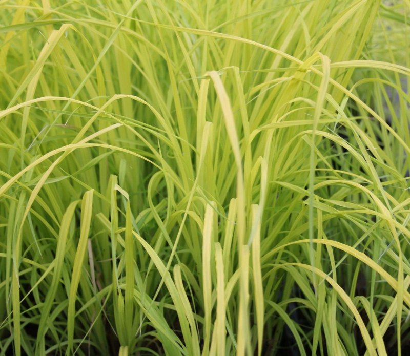 Осока Carex elata Aurea