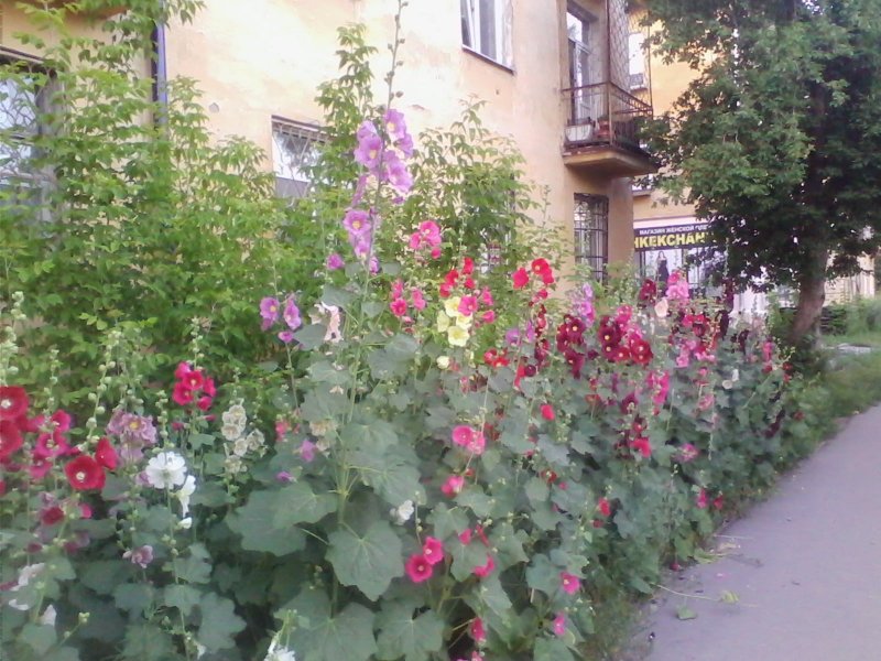 Цветник из мальвы