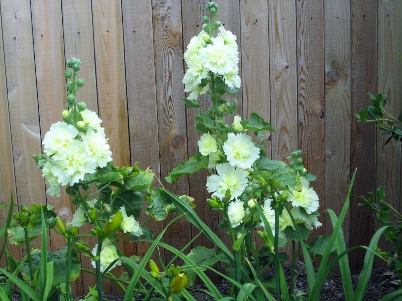Цветок Alcea Double с