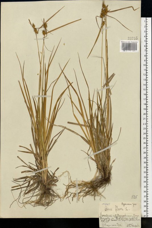 Осока жёлтая Carex Flava