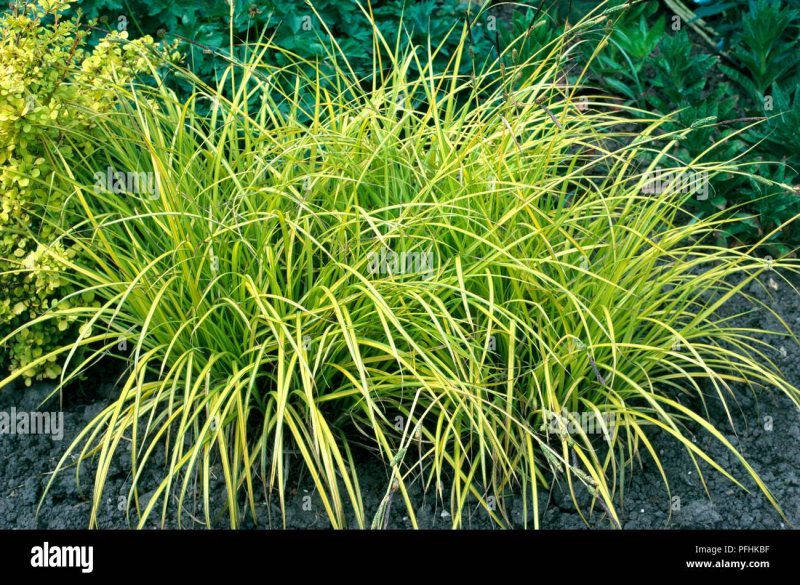 Осока elata Aurea