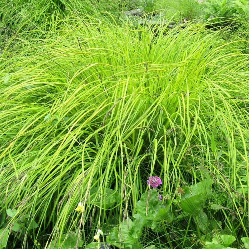 Осока Carex elata Aurea