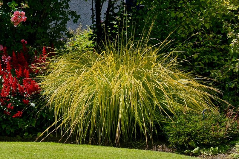 Осока Carex elata Aurea