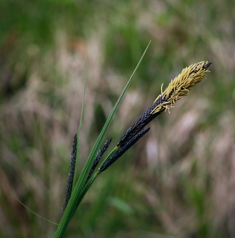 Carex 130138rx
