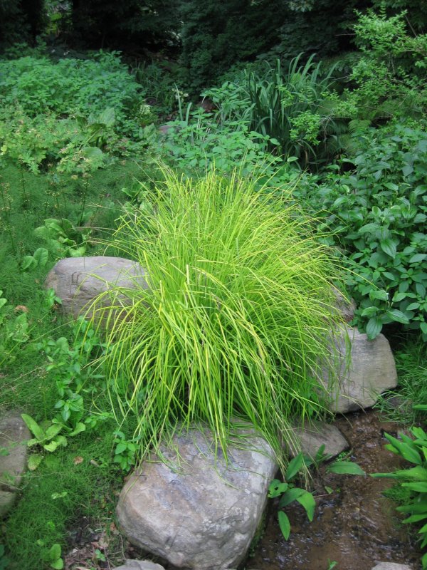 Осока Крылатая (Carex elata )