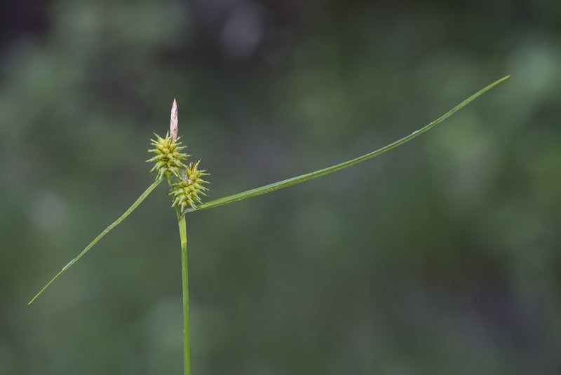 Осока жёлтая Carex Flava