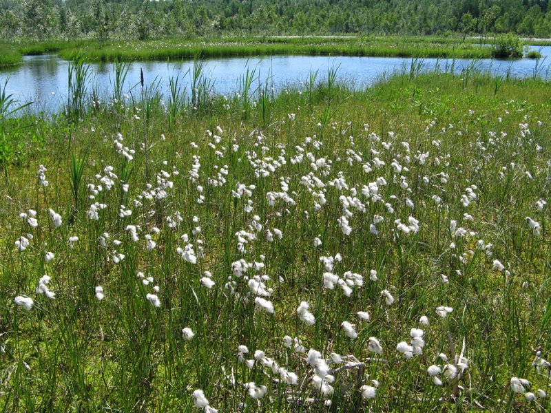 Пушица узколистная (Eriophorum angustifolium)