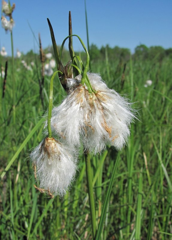 Eriophorum — пушица