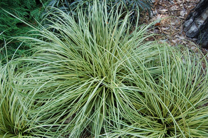 Осока Carex
