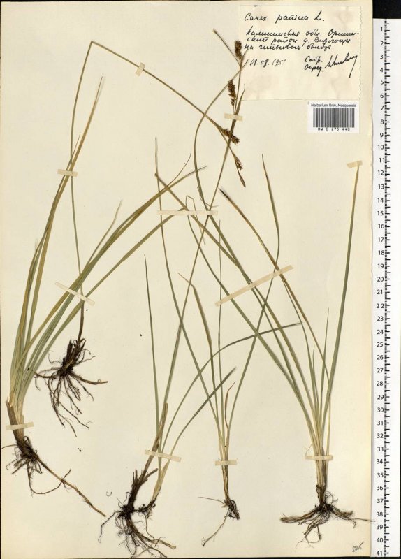 Carex panicea Pamira
