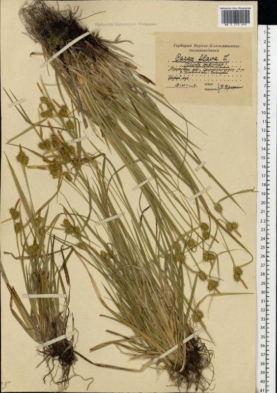 Carex Flava гербарий