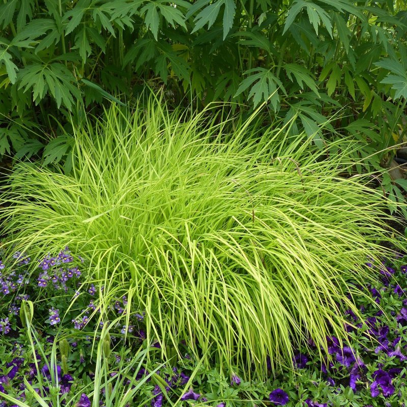 Осока Carex elata Aurea