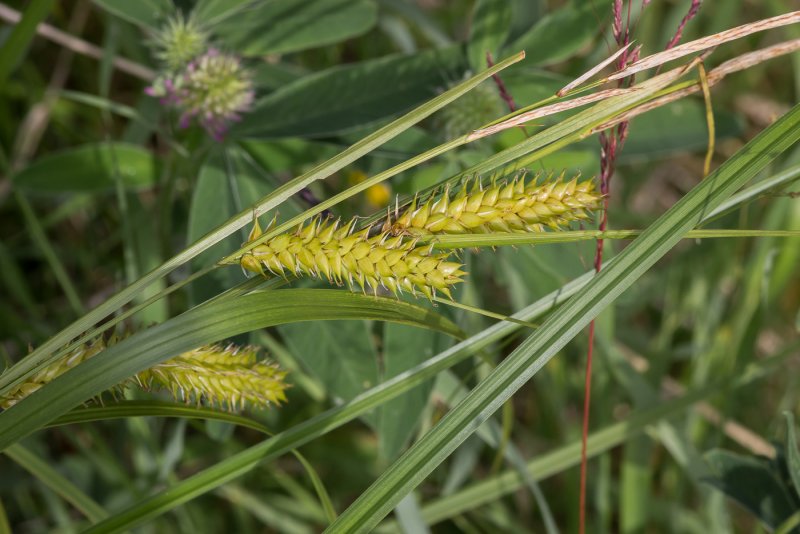 Carex vesicaria l. Осока пузырчатая