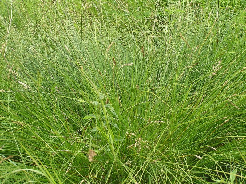 Осока Арнелла (Carex arnellii)
