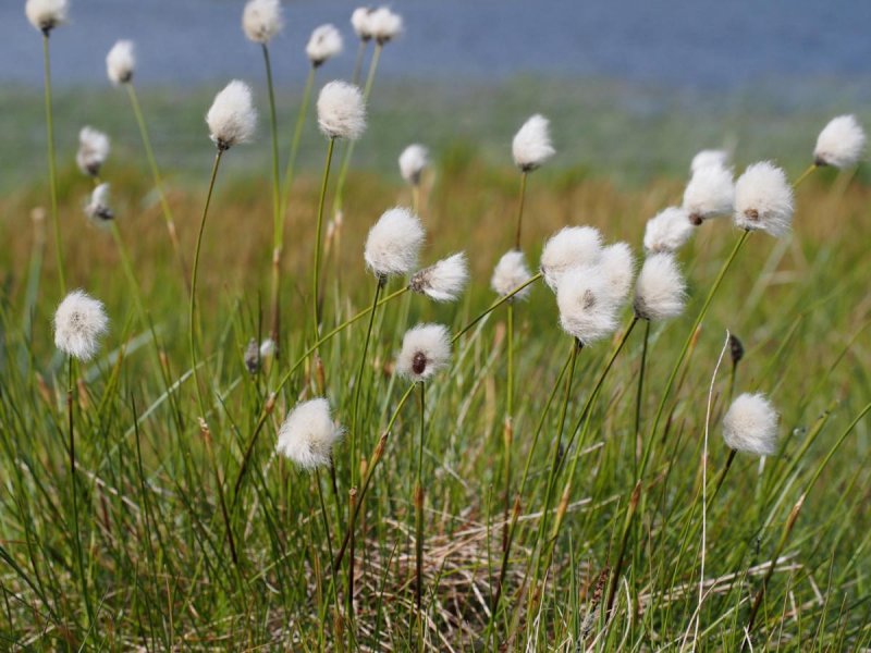 Eriophorum — пушица