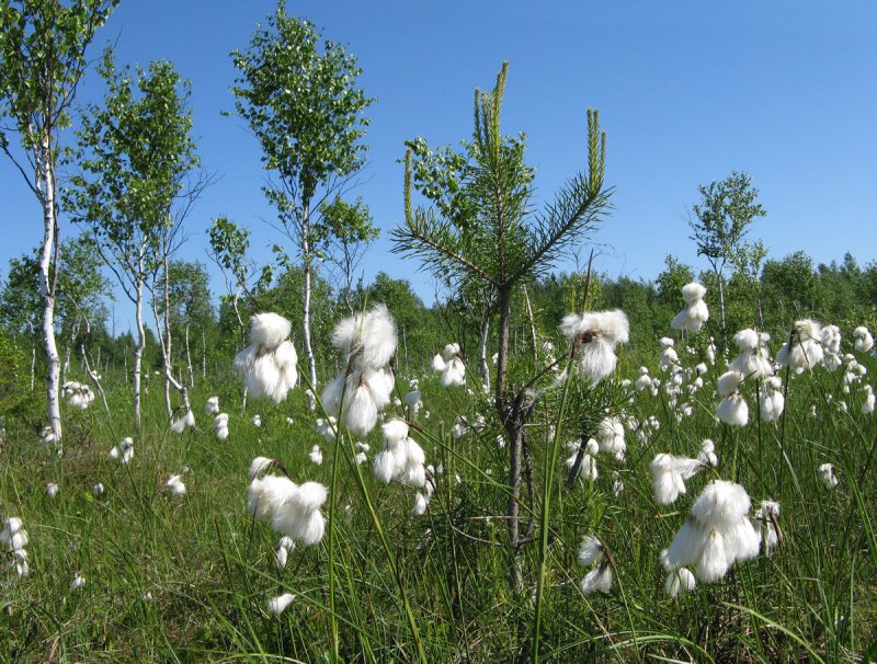Пушица узколистная (Eriophorum angustifolium)