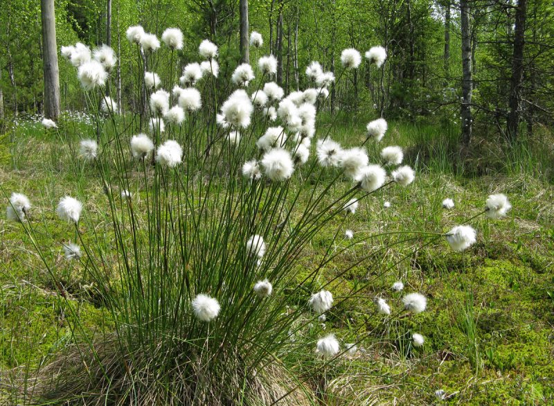 Eriophorum — пушица