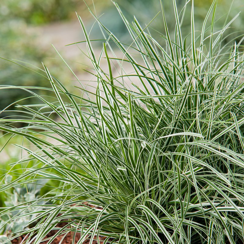 Carex oshimensis Everest