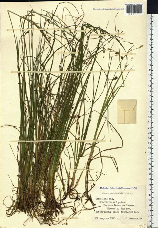 Осока заливная Carex magellanica