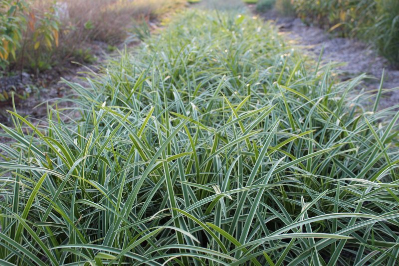 Осока Моррова (Carex morrowii)