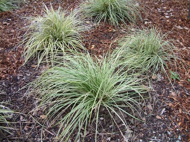 Осока Морроу (Carex morrowii `variegata`)