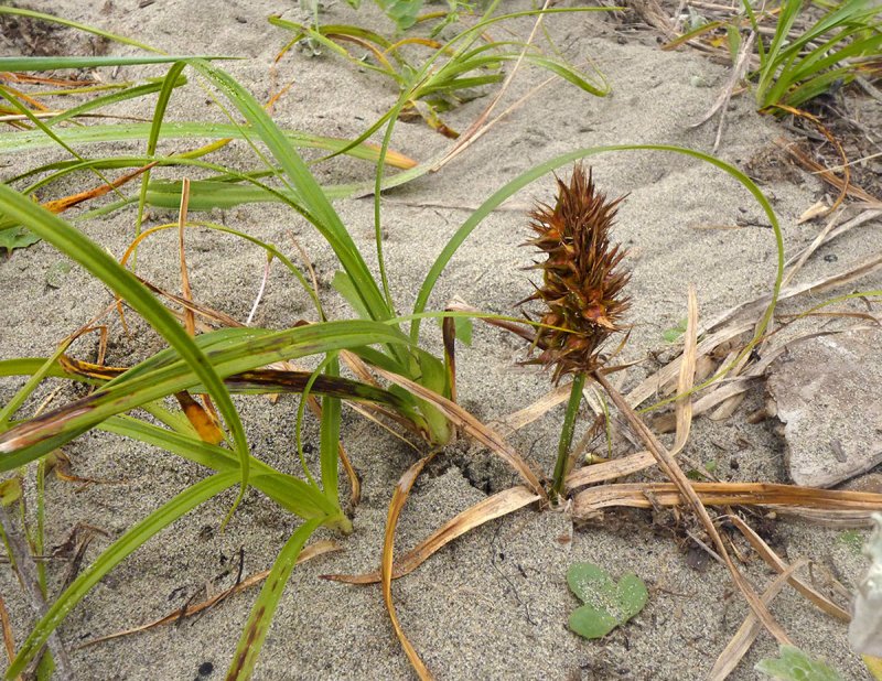 Carex macrocephala