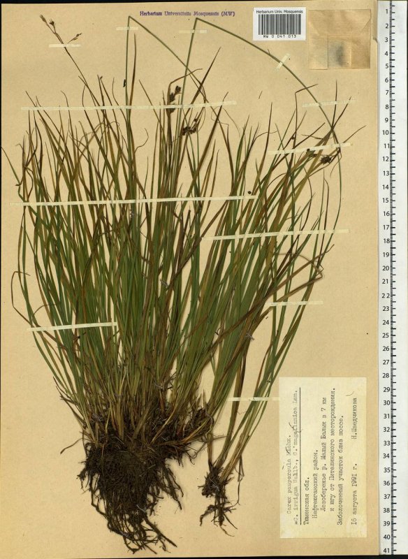 Осока заливная Carex magellanica