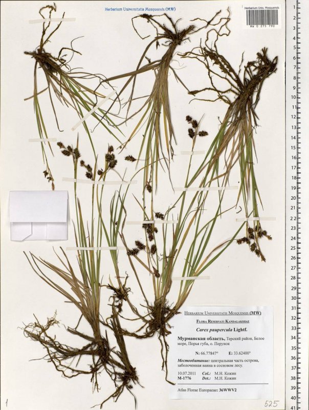 Осока Морроу (Carex morrowii )