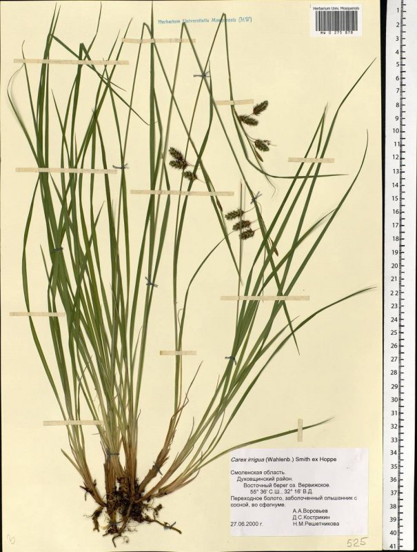 Осока заливная Carex magellanica