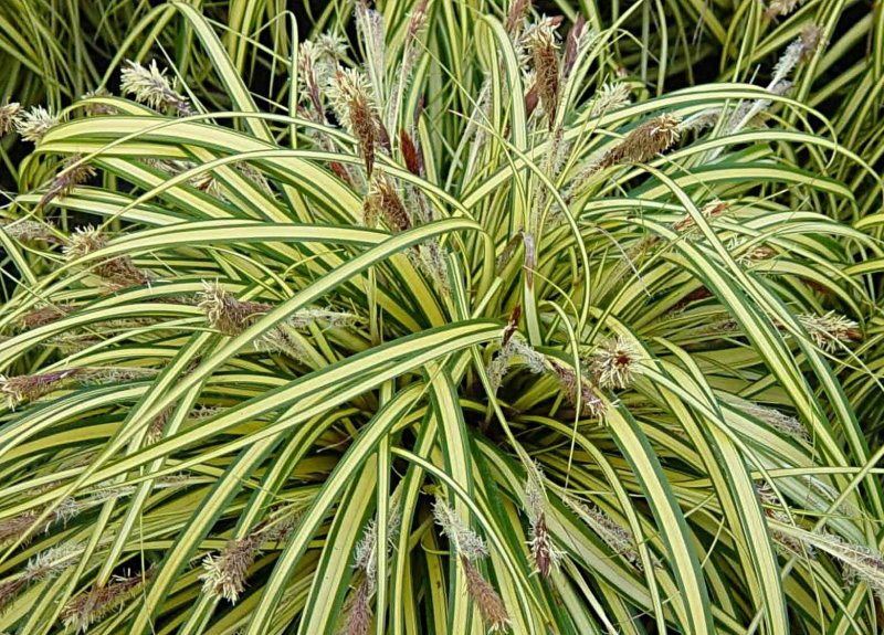 Осока Carex