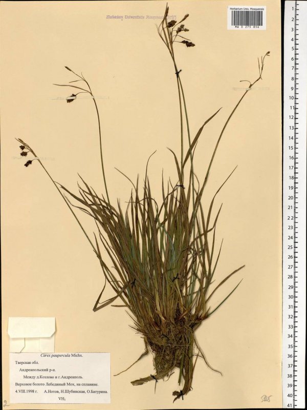 Осока заливная Carex magellanica