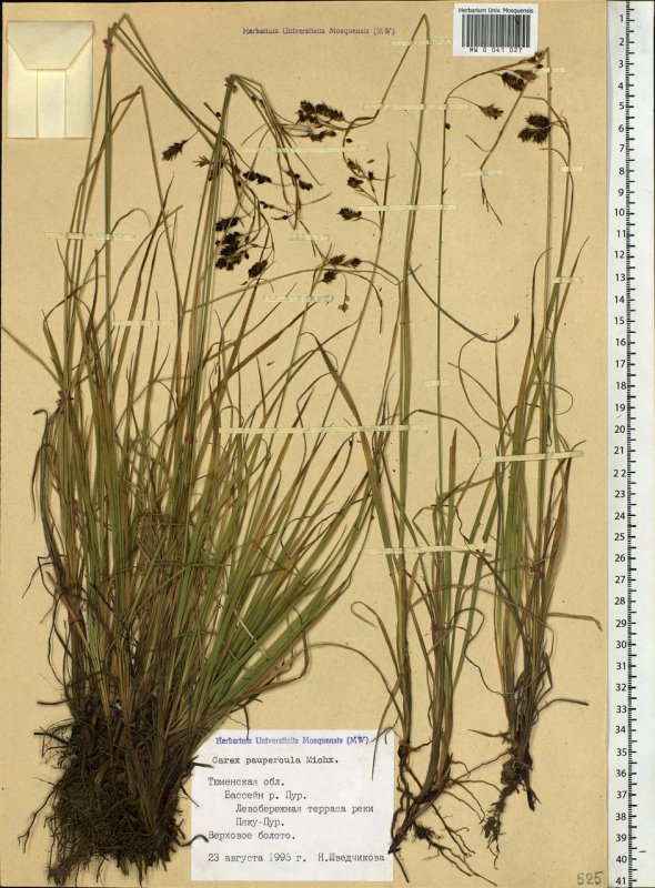 Осока заливная Carex magellanica