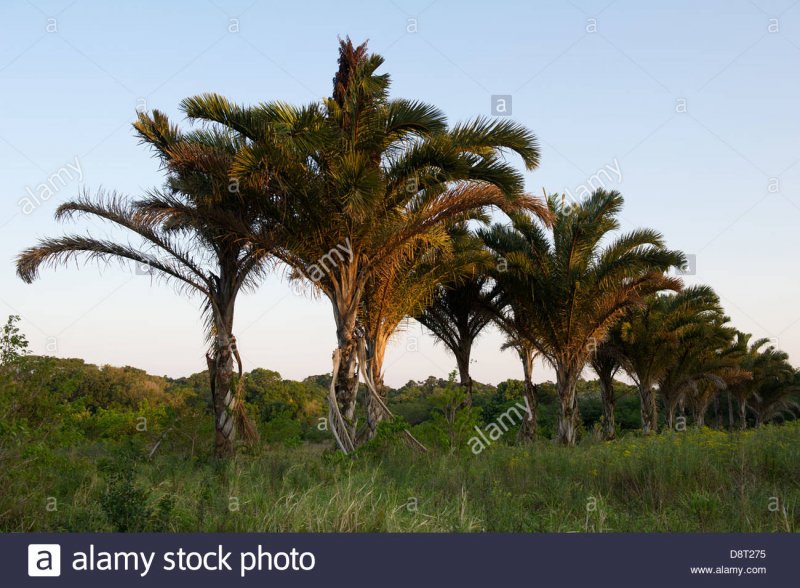 Dypsis decaryi