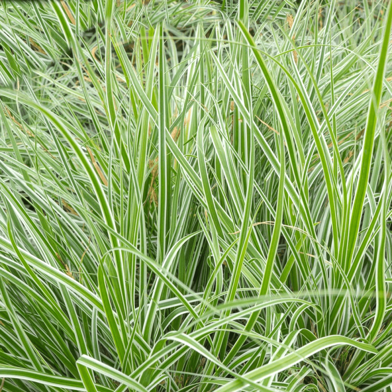 Осока висячая (Carex pendula)