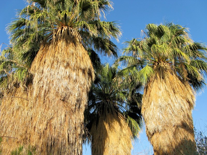 Cycas circinalis