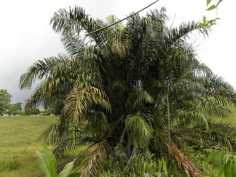 Raphia taedigera