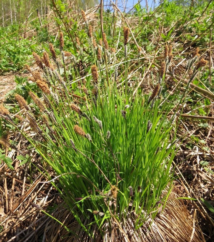Осока заливная Carex magellanica