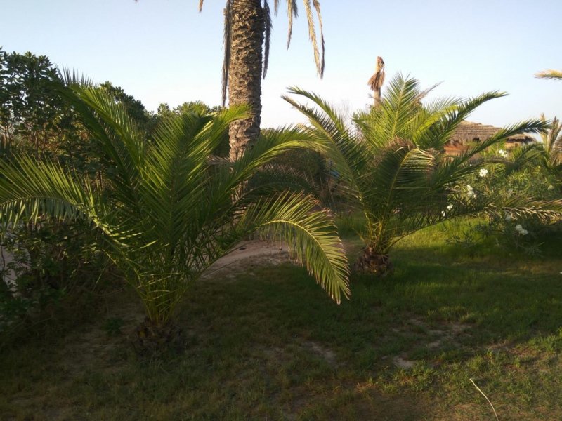 Jubaea Chilensis (Юбея Чилийская)