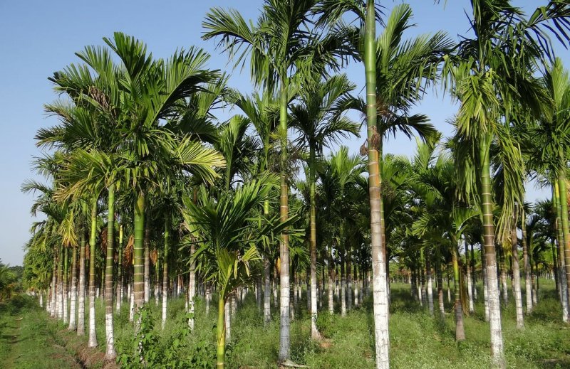 Пальма Юбея Чилийская Jubaea Chilensis