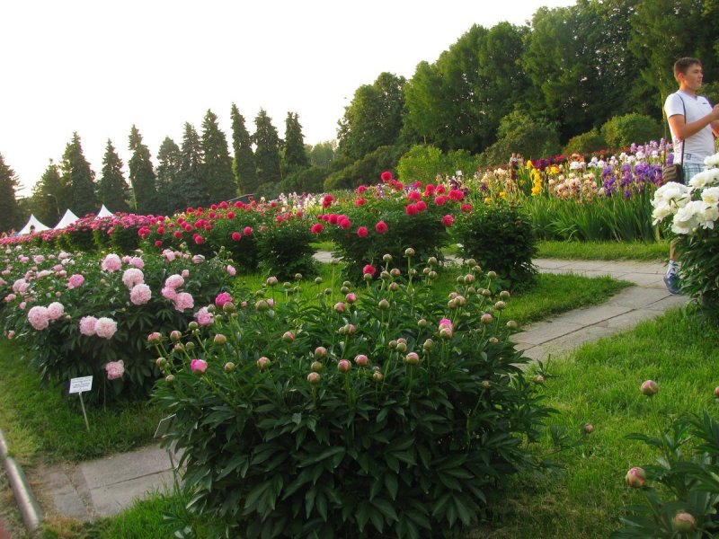 Пионы в ландшафте